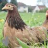 Pekin Bantam Chicken Dark Salmon