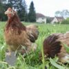 Pekin Bantam Chicken Dark Salmon