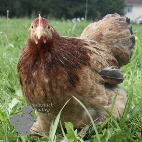 Pekin Bantam Chicken Dark Salmon