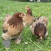 Pekin Bantam Chicken Dark Salmon
