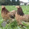Pekin Bantam Chicken Dark Salmon