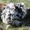 Pekin Bantam Frizzle Chicken Black Mottled