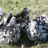 Pekin Bantam Frizzle Chicken Black Mottled