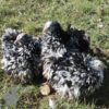 Pekin Bantam Frizzle Chicken Black Mottled