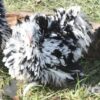 Pekin Bantam Frizzle Chicken Black Mottled
