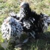 Pekin Bantam Frizzle Chicken Black Mottled