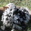 Pekin Bantam Frizzle Chicken Black Mottled