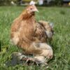 Pekin Bantam Chicken Golden