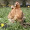 Pekin Bantam Chicken Golden