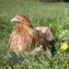 Pekin Bantam Chicken Golden