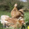 Pekin Bantam Chicken Golden