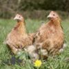 Pekin Bantam Chicken Golden