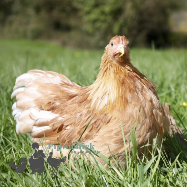 Pekin Bantam Chicken Golden