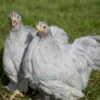 Pekin Bantam Chicken Lavender