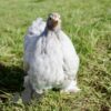 Pekin Bantam Chicken Lavender