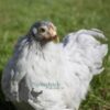 Pekin Bantam Chicken Lavender