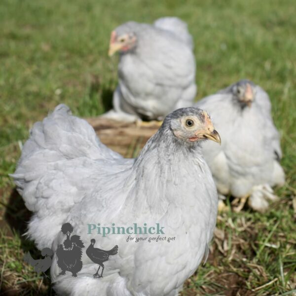 Pekin Bantam Chicken Lavender