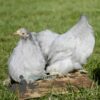 Pekin Bantam Chicken Lavender