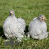 Pekin Bantam Chicken Lavender