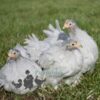 Pekin Bantam Chicken Lavender