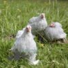 Pekin Bantam Chicken Lavender Cuckoo