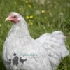 Pekin Bantam Chicken Lavender Cuckoo