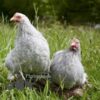Pekin Bantam Chicken Lavender Cuckoo