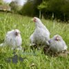Pekin Bantam Chicken Lavender Cuckoo