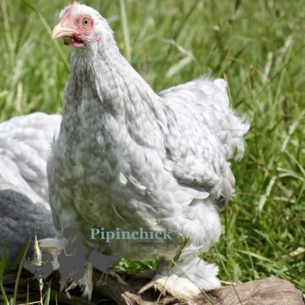 Pekin Bantam Chicken Lavender Cuckoo