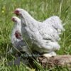 Pekin Bantam Chicken Lavender Cuckoo