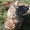 Pekin Bantam Chicken Millefleurs