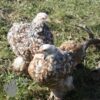 Pekin Bantam Chicken Millefleurs