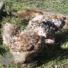 Pekin Bantam Chicken Millefleurs
