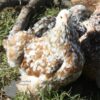 Pekin Bantam Chicken Millefleurs