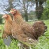 Pekin Bantam Chicken Partridge