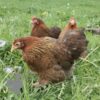 Pekin Bantam Chicken Partridge