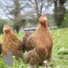 Pekin Bantam Chicken Partridge