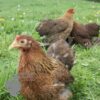Pekin Bantam Chicken Partridge