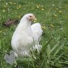 Pekin Bantam Chicken White
