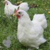 Pekin Bantam Chicken White