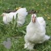 Pekin Bantam Chicken White