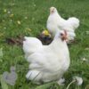 Pekin Bantam Chicken White