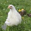 Pekin Bantam Chicken White