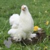 Pekin Bantam Chicken White