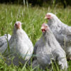 The Garden Bantams Flock