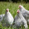 Pekin Bantam Chicken Lavender Cuckoo