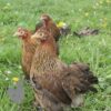 Pekin Bantam Chicken Partridge