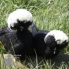 Bantam Polish Chicken Black