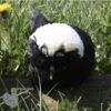 Bantam Polish Chicken Black