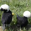 Bantam Polish Chicken Black